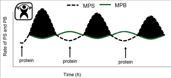 Réactions à la synthèse des protéines musculaires