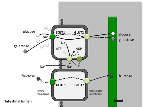 Absorption de différents types de glucides