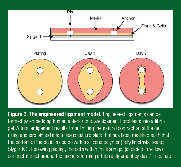 SSE187-figure2 SSE187-figure2