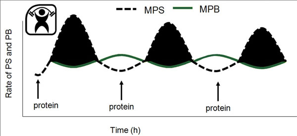 Figure-1-B Responses of muscle protein synthesis