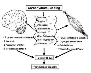 Neurosteroid metabolism in the human brain