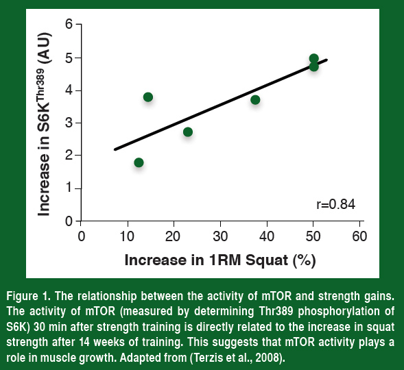 Fig-1-mTOR-StrengthGains