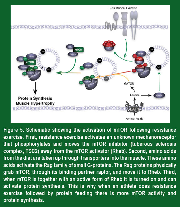 Fig-5-Activation-mTOR