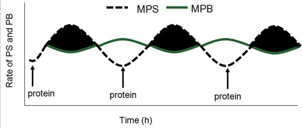 Réactions à la synthèse des protéines musculaires