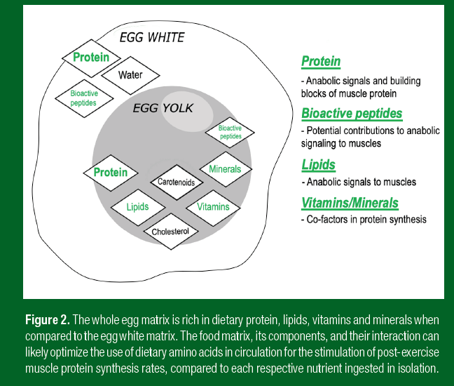 FIgure 2 - Burd