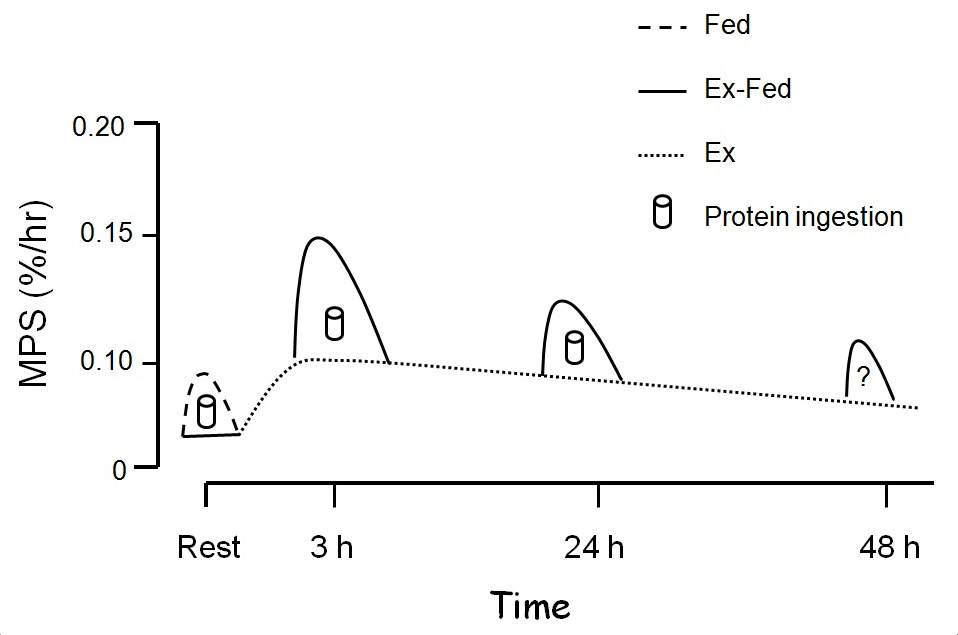 Synthèse des protéines musculaires