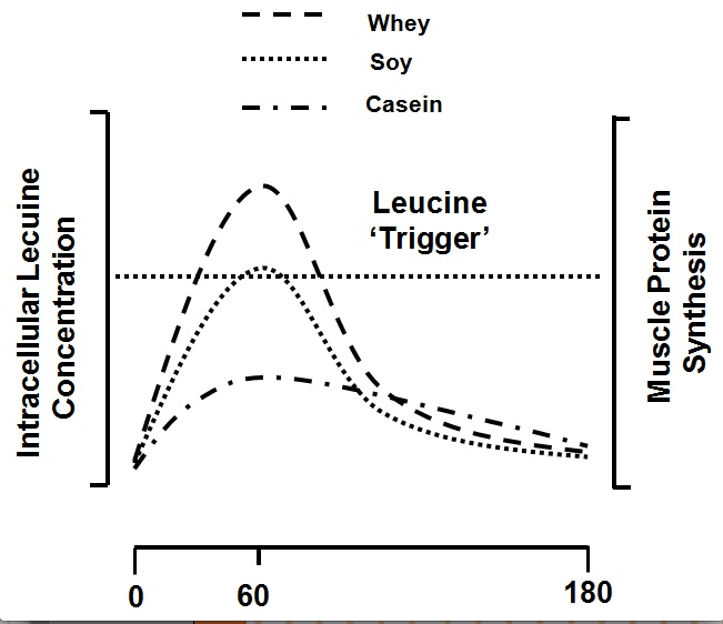 Leucine Trigger