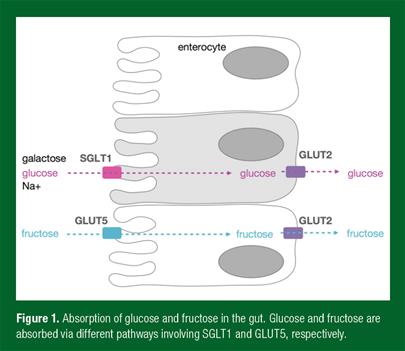 Jeukendrup_SSE_178_figure1 Jeukendrup_SSE_178_figure1