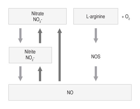 Figure 1: Relationship between nitric oxide (NO), nitrite (NO<sub>2</sub>-) and nitrate (NO<sub>3</sub>-). (NOS, nitric oxide synthase)