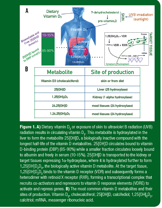 Vitamin D And The Athlete An Oversimplified Complex