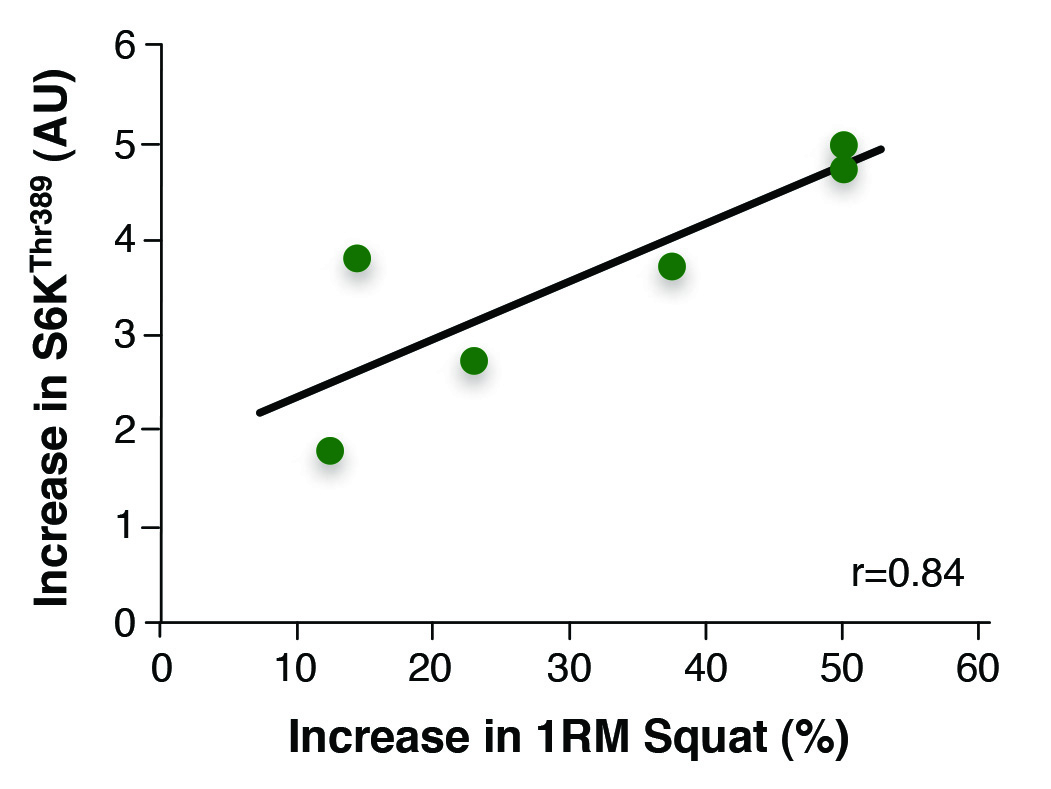 Figure 1. The relationship between the activity of mTOR and strength gains. The activity of mTOR (measured by determining Thr389 phosphorylation of S6K) 30 min after strength training is directly related to the increase in squat strength after 14 weeks of training. This suggests that mTOR activity plays a role in muscle growth. Adapted from (Terzis et al., 2008).