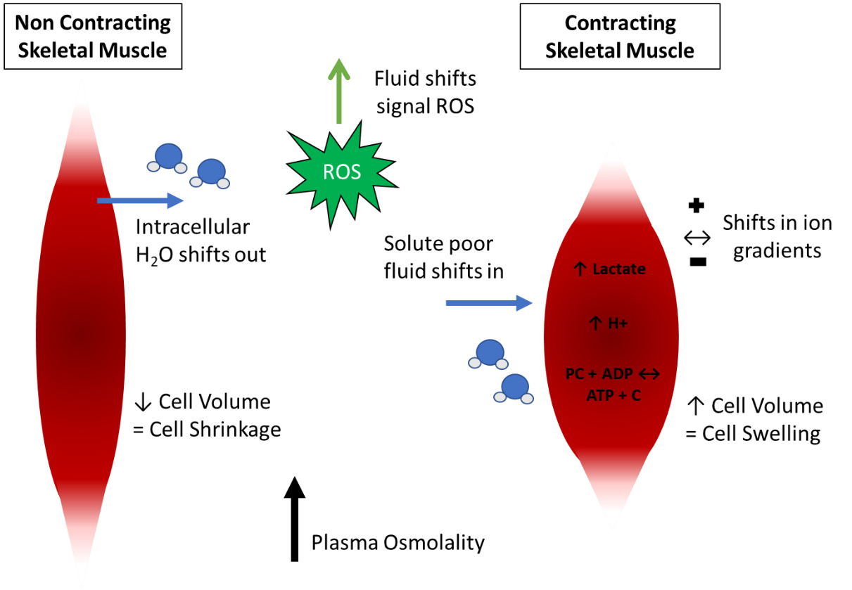 SSE207_fig3 SSE207_fig3